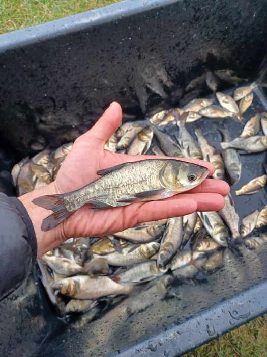 Karp narybek/kroczek.  Lin , Amur , Tołpyga  , Jesiotr.