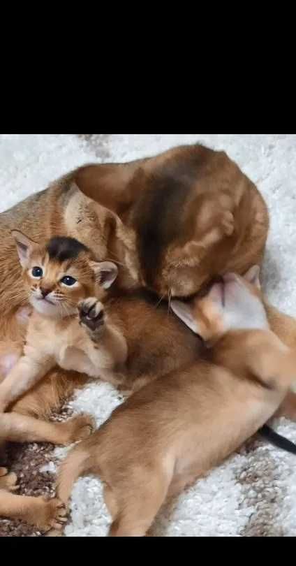 Абиссинский котик (мальчик)