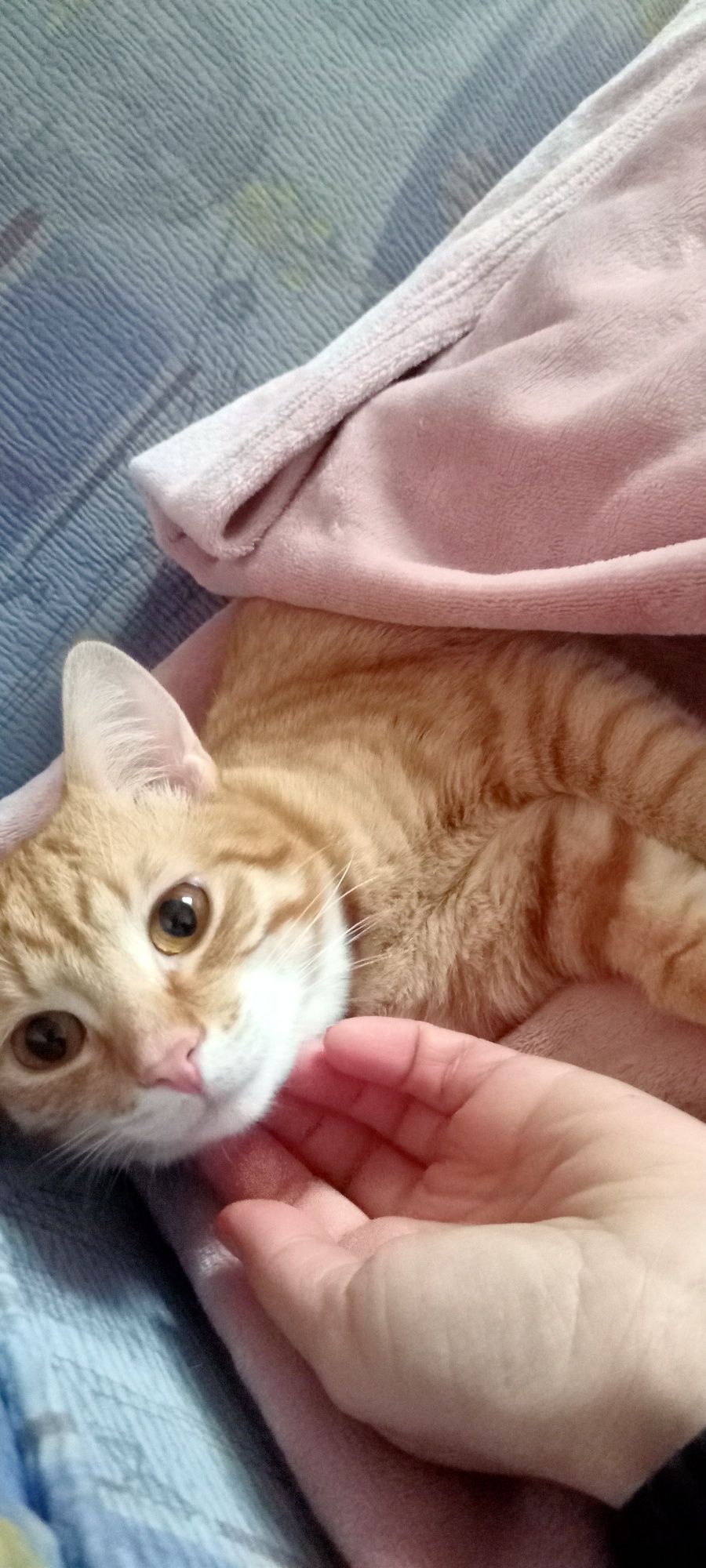 Рижий котик, рудий котик, ніжний котик, котик шукає дім