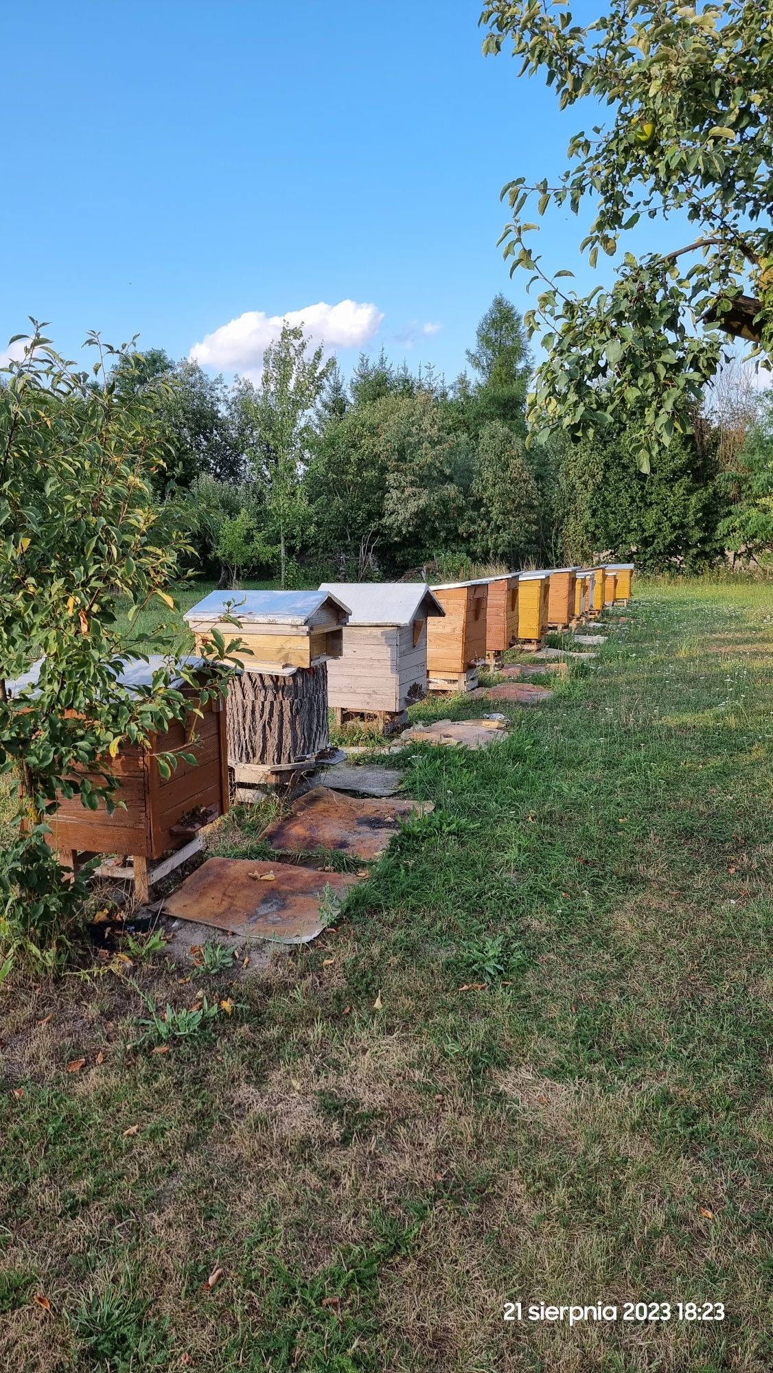 Ule pszczele wraz z rodzinami