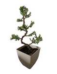 Pré-Bonsai Junípero Sonare