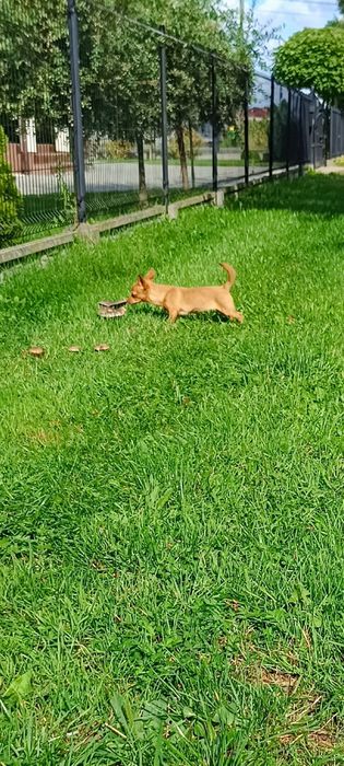 Chihuahua sunieczka