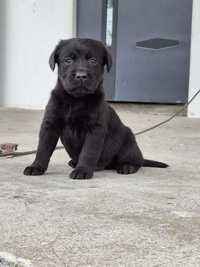 Labrador retriever piesek