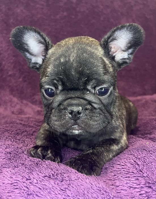 Buldog Francuski pregowany piesek - ZKwP/FCI