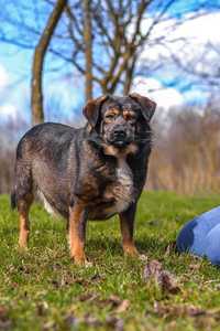 Szukamy DOMKU i Rodziny Adopcyjnej dla nieśmiałego Atoma.