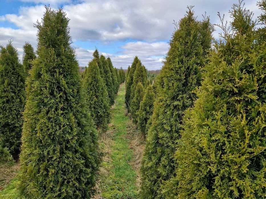 TUJA Thuja SZMARAGD Piękna gęsta na żywopłot wys.180-200 cm Sadzenie!