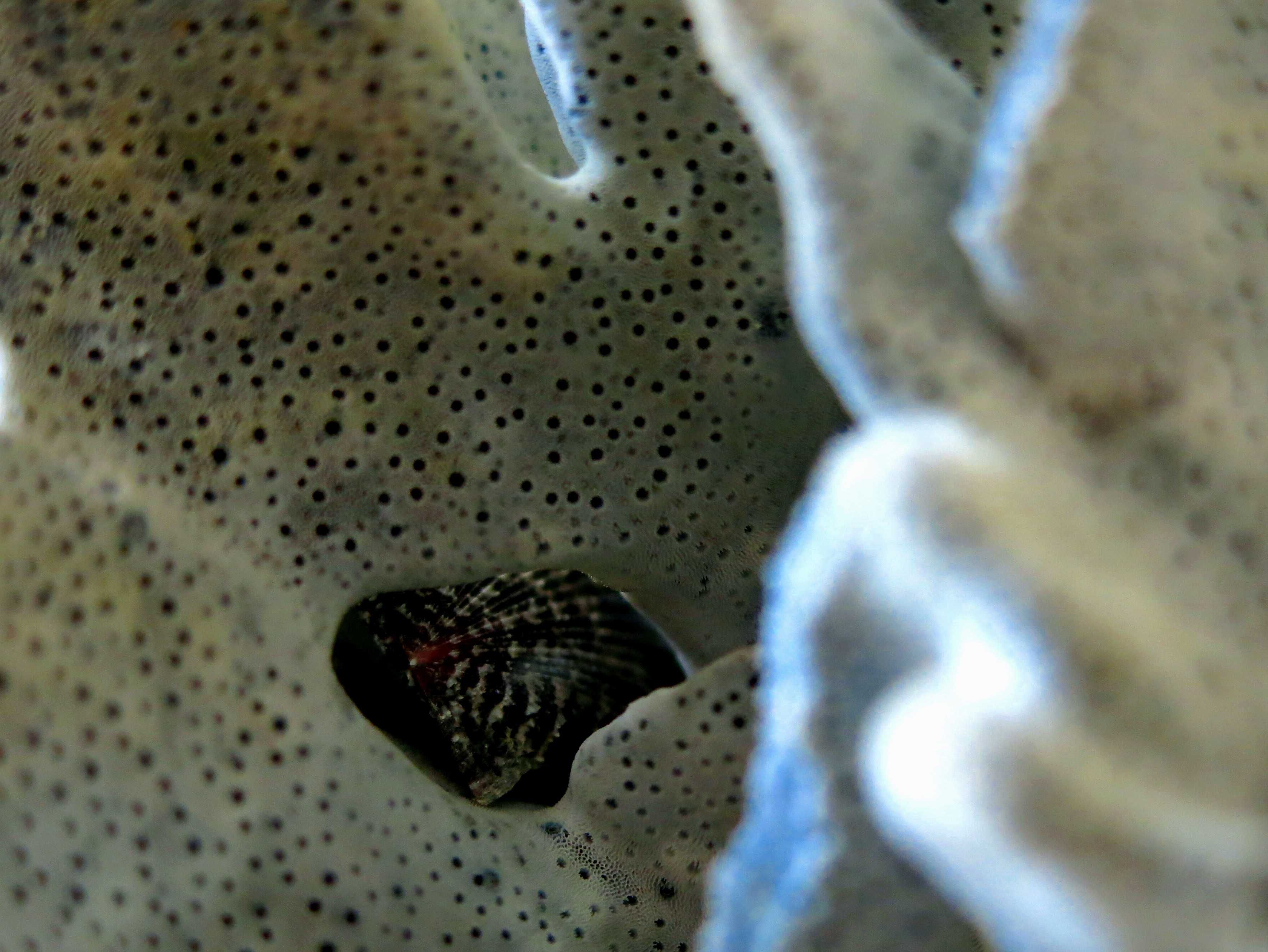 Koralowiec - Heliopora coerulea, Blue Coral / 220 x 174 x 160