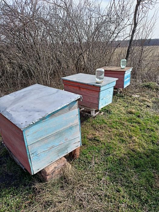 Продам вулики лежаки з бджолосімьями