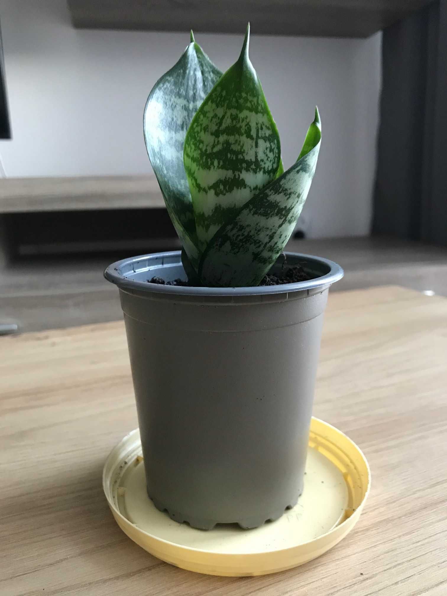 Sansevieria Green Hahni