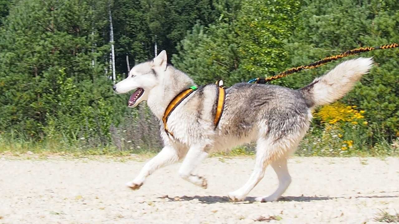 HIFICA LITERUN PA/RHISM SzelkiGuard Szyte na Miarę Dogtrekking dla Psa