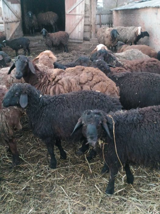 Вівці курдючної породи для розведення.