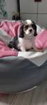 Szczeniaczek Cavalier King Charles Spaniel
