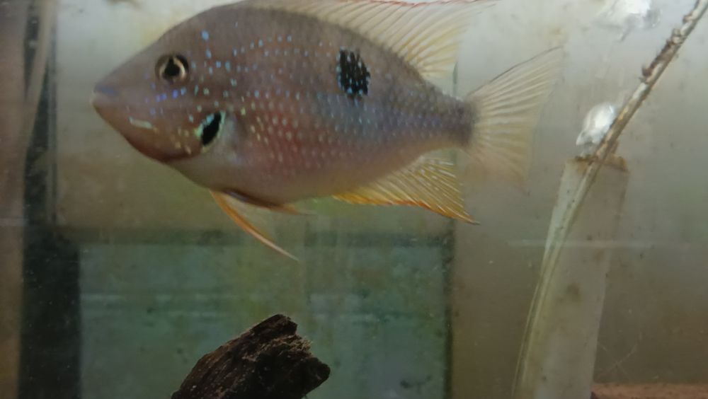 Thorichthys ellioti