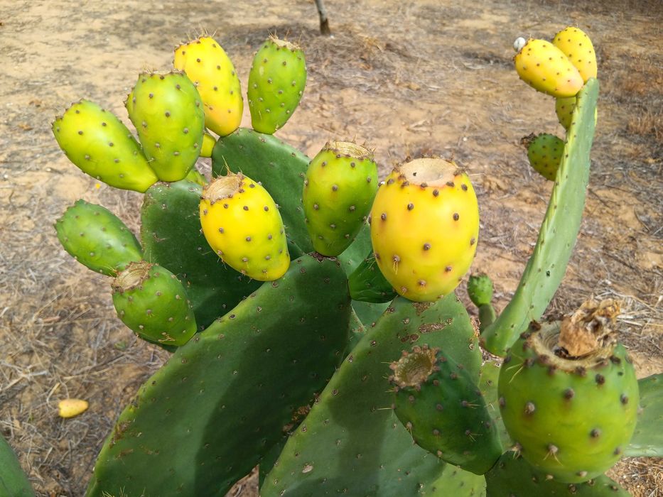 Figo da india laranja, verde e roxo