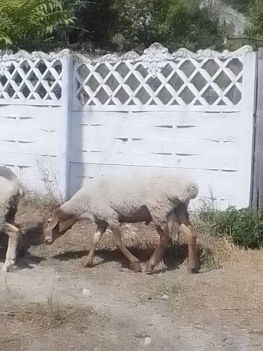 Продам  племенных баранов