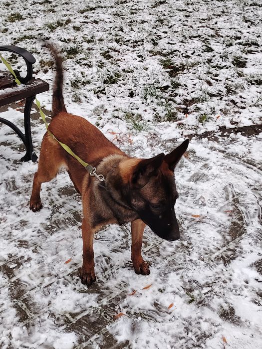 Owczarek Belgijski oddam max 50km