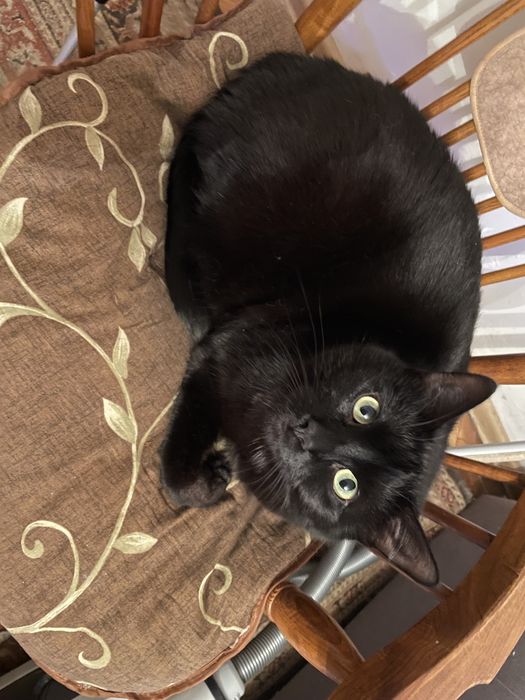 Opieka nad zwierzętami w warunkach domowych