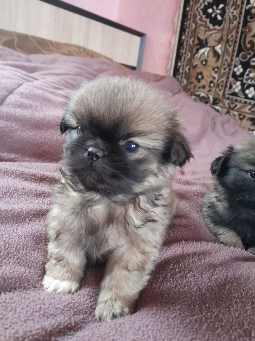 Продам цуценята порода пікінес Чернівецька обл чотири хлопчика і дві д