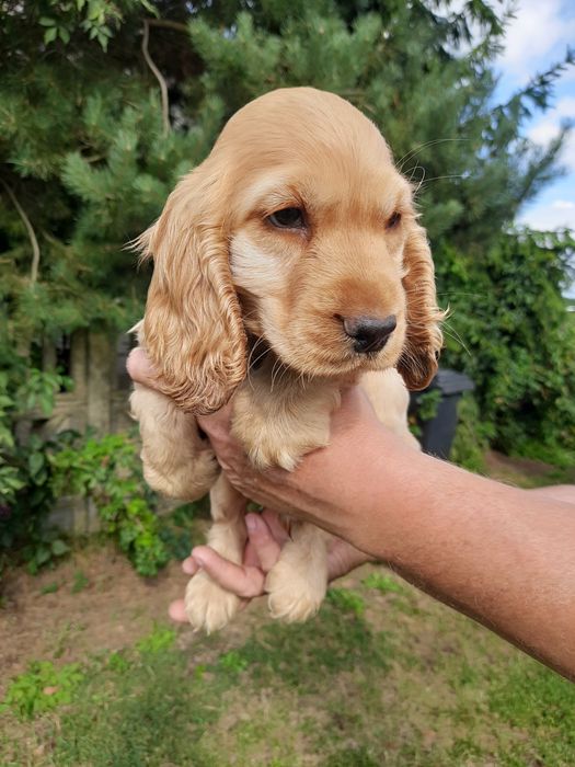 Cocker Spaniel Angielski sunia z legalnej hodowli