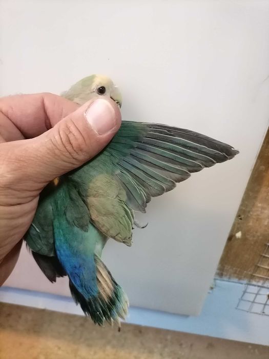 Agarponis rosicolas long.