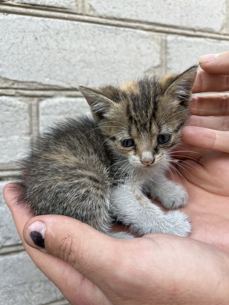 Котенок кошка отдам днепр павлоград