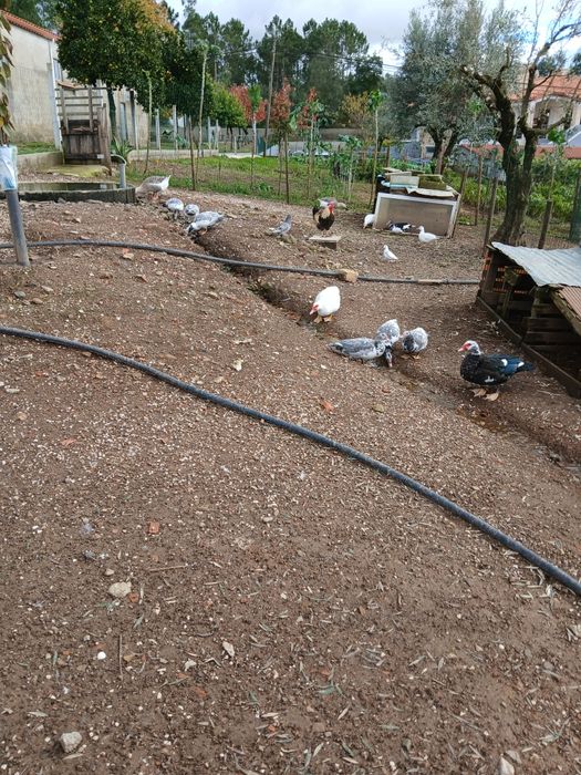 Vendo patos mudos para criação ou comsumo