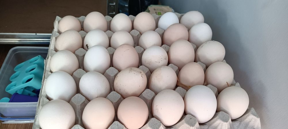 Jaja wiejskie swieze