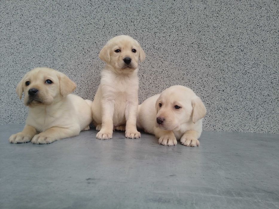 Labrador Retriever szczeniaczek biszkoptowy
