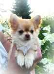 Chihuahua piesek długowłosy Zkwp FCI