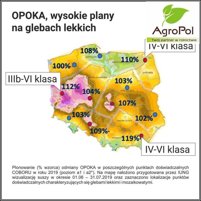 Pszenica Ozima OPOKA -Doskonałe Jakościowe Plony Nawet w Suszy Nasiona