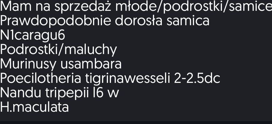 Samice podorstki mlode