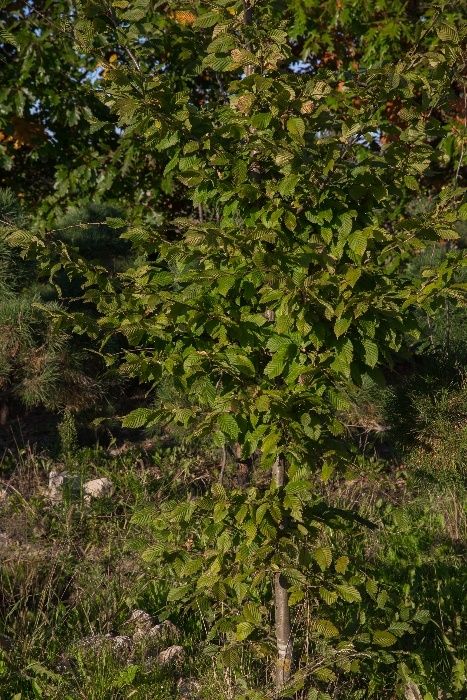 Grab Pospolity(Carpinus Betulus), wys. 4-5m,obwód pnia 8-10cm z gruntu