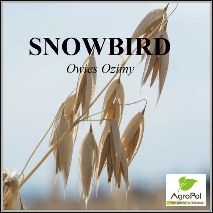 Owies Ozimy KWS SNOWBIRD - Nawet 9t. z hektara - Nasiona Owsa Ozimego