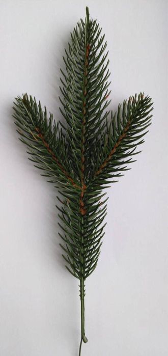 Гілочка зелена лита