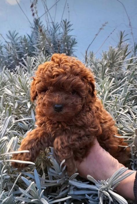 Малиш той.   пудель!