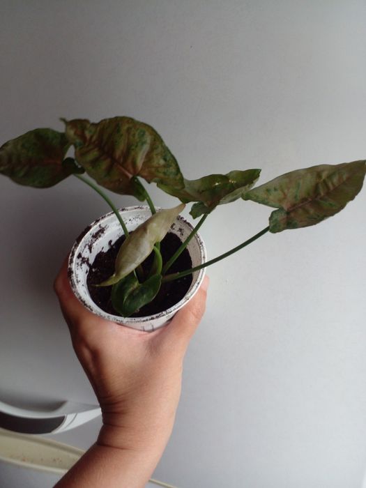 Сингониумы Крисмас и Вайт Баттерфляй.