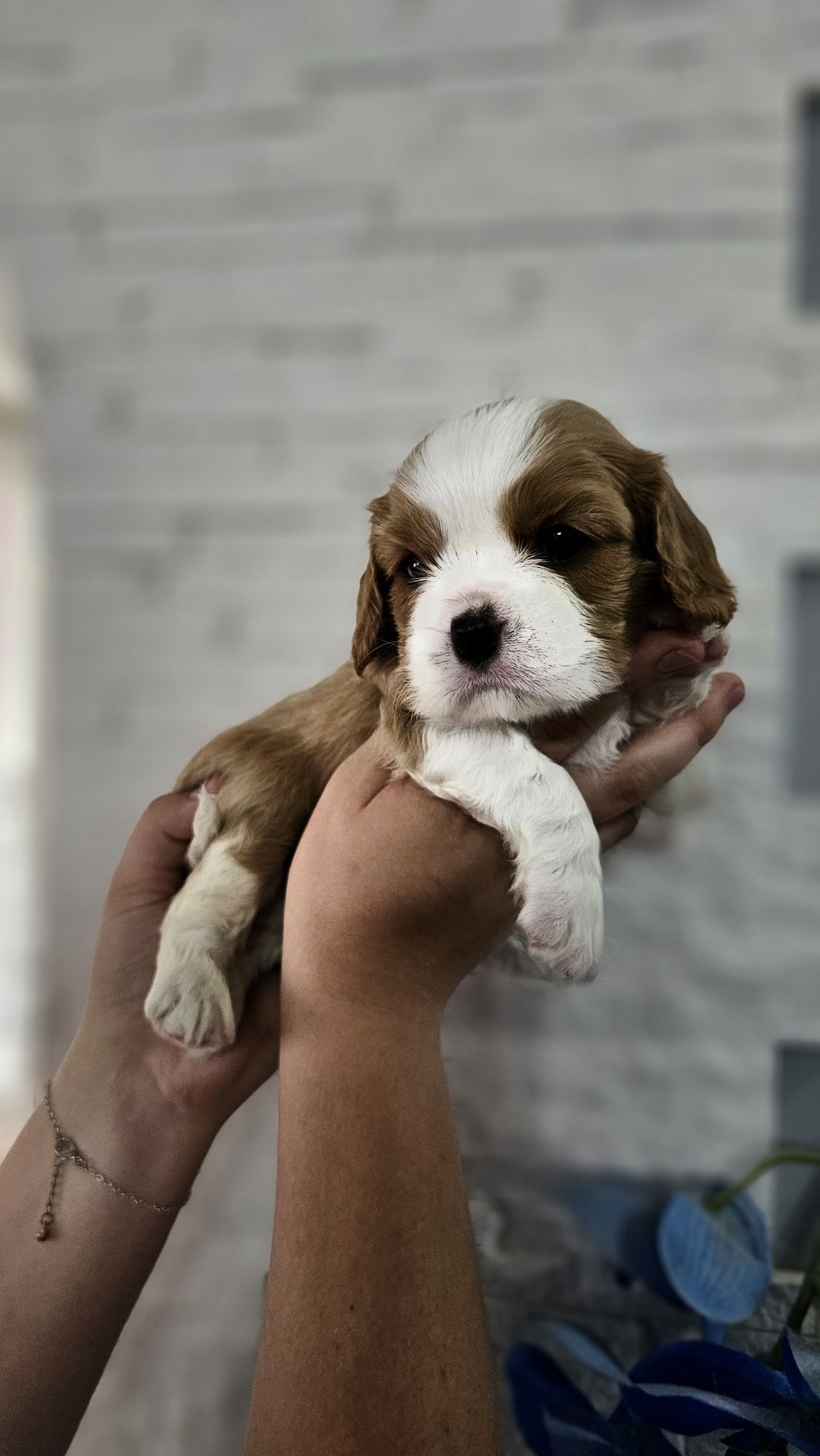 Cavalier King Charles Spaniel