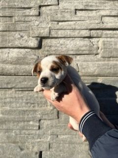 Jack Russell terrier z metryką i czipem