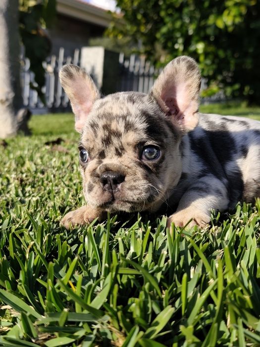 bulldog francês femea