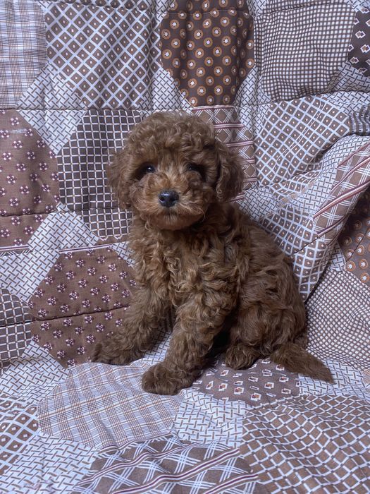 Той пудель Китай