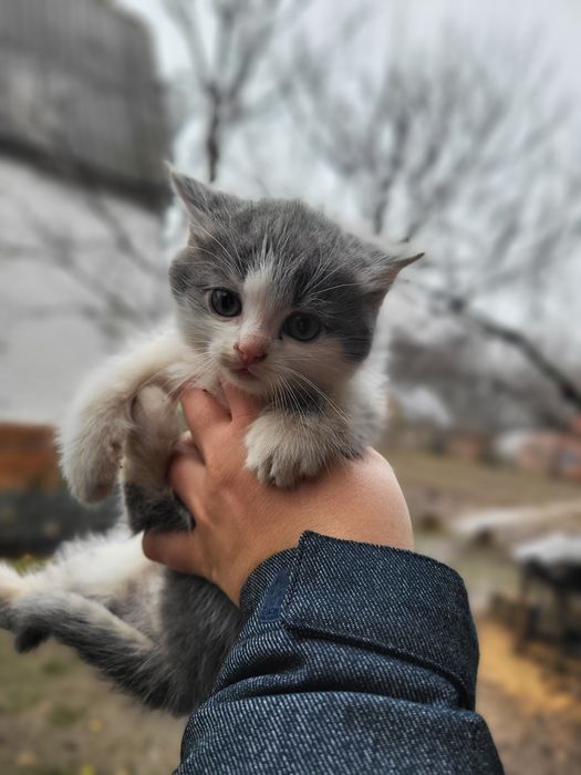 Безкоштовно віддам маленьких котят