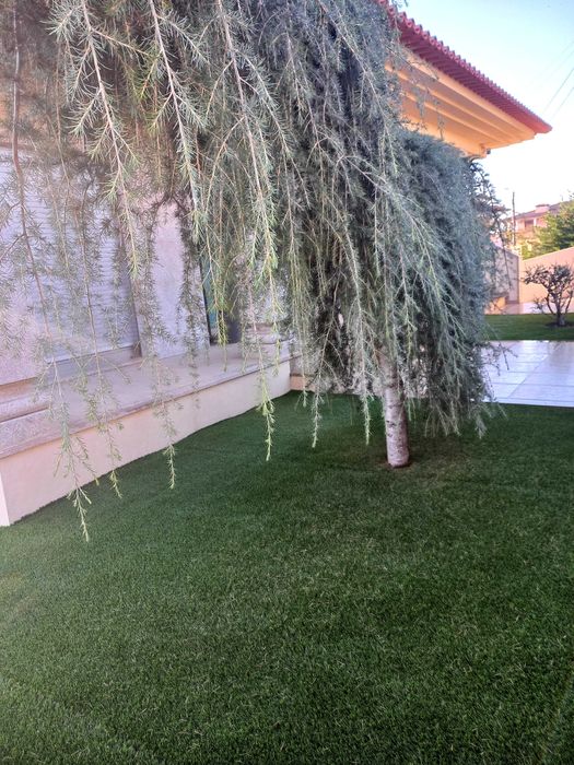 Cedro Atlanta pendula de jardim vai ser removida. devido obras