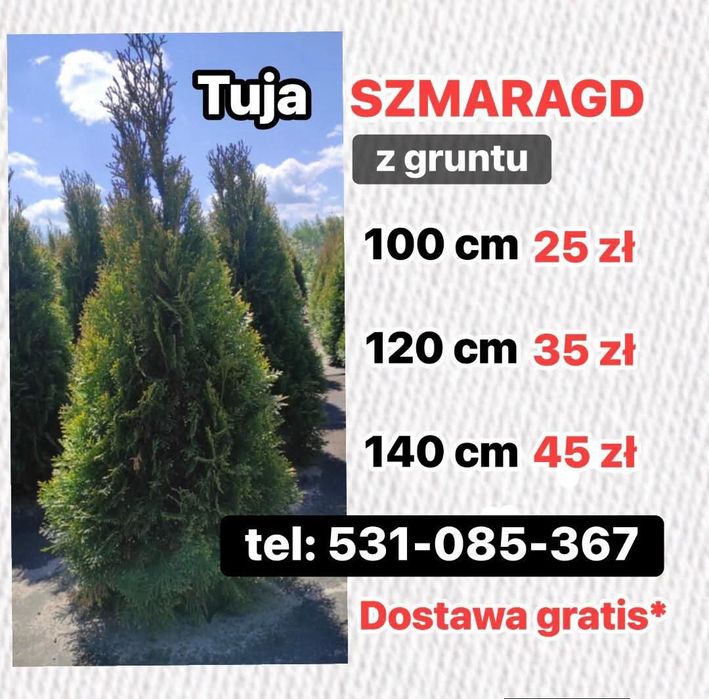 ‼️TUJA SZMARAGD‼️Duże i małe  PROMOCJA likwidacja pola