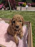 Goldendodle F1b suczka