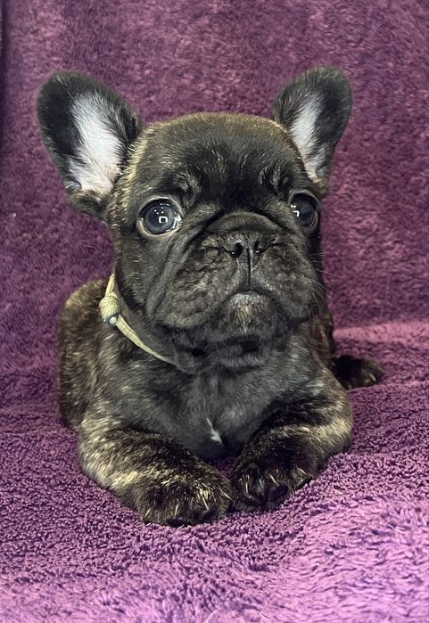 Buldog Francuski pregowany piesek - ZKwP/FCI