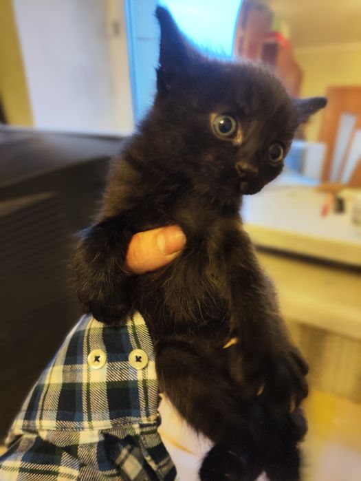 Отдам котят ( бесплатно)