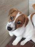 Jack Russell terrier piesek odchowany