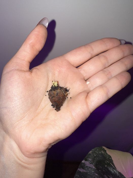 Алоказія чантріері, монстера дубія, набір для алоказій на гноті