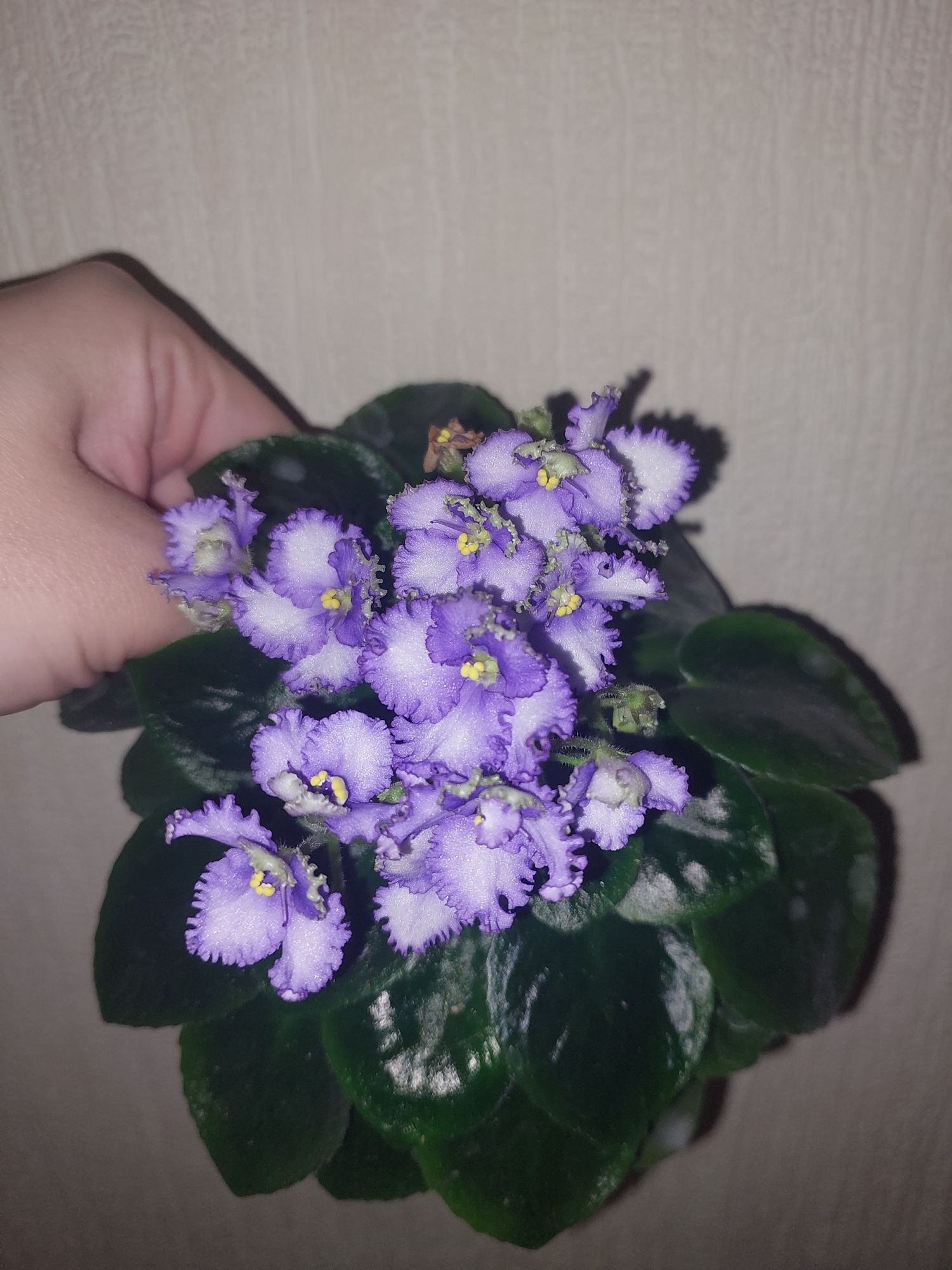 Продам с/з листочки мини фіалок
