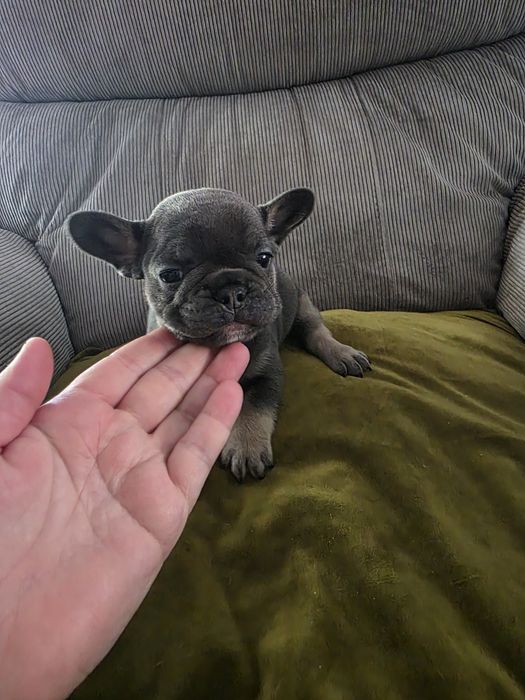 Bulldogue francês blue tan